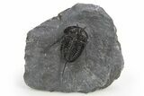Devil Horned Cyphaspis Walteri Trilobite - Mrakib, Morocco #312265-4